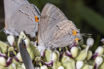Gray Hairstreak